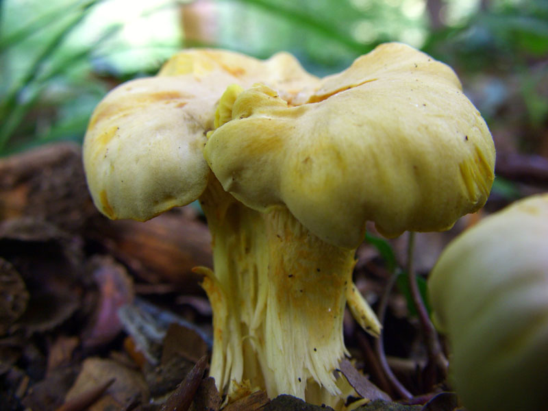 cantharellus cibarius?